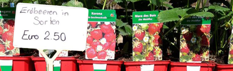 erdbeeren