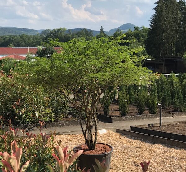 BAumschule handel Metzingen Achalm Blick